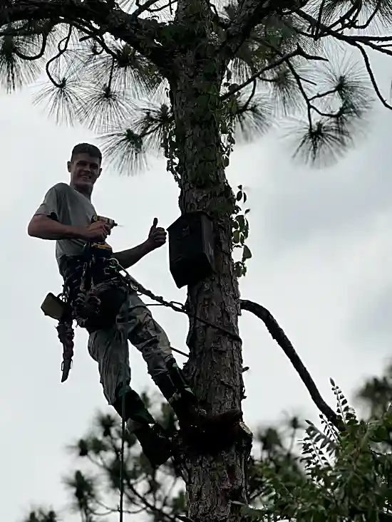 Palm Maintenance