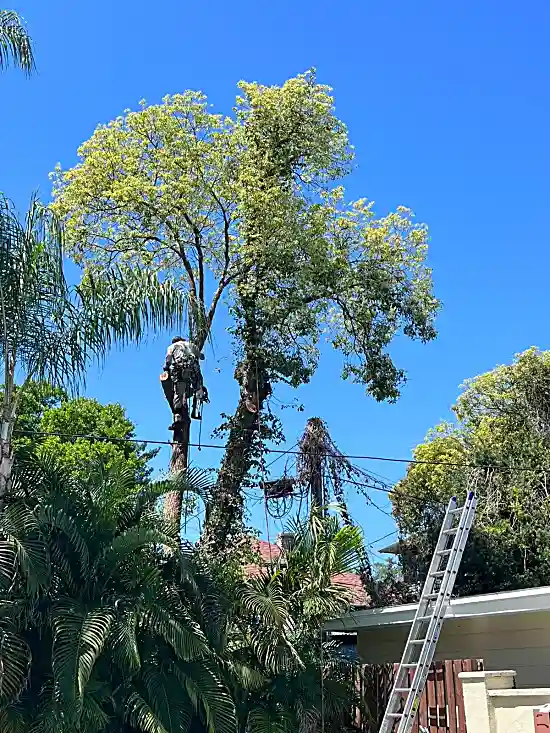 Palm Tree Removal