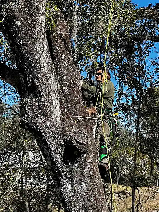 Professional Trimming