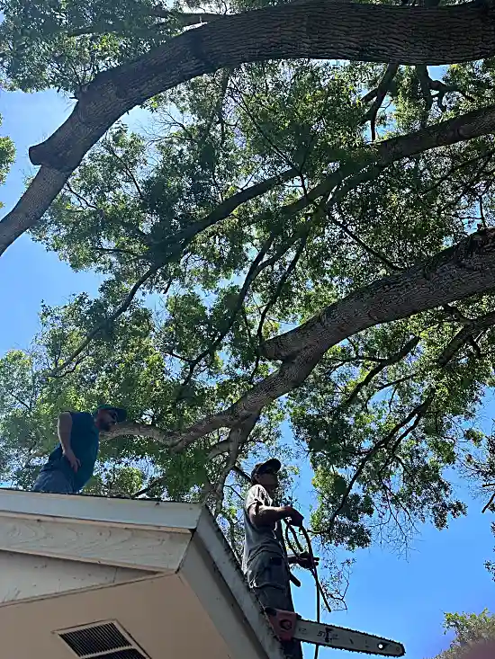 Emergency Tree Service