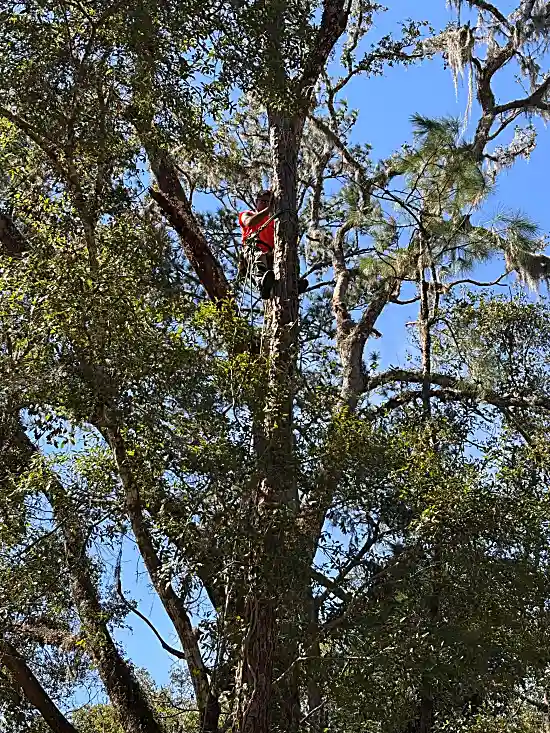 Oak Tree Removal