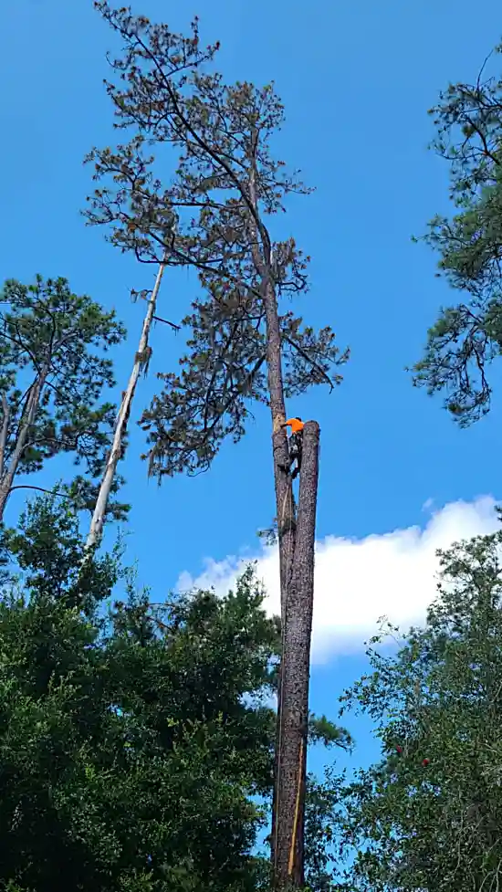 Pine Tree Removal