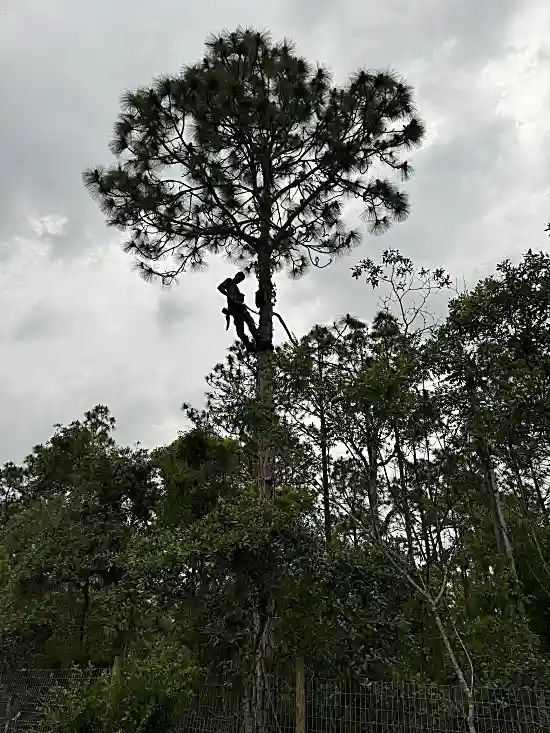 Tree Trimming